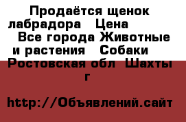 Продаётся щенок лабрадора › Цена ­ 30 000 - Все города Животные и растения » Собаки   . Ростовская обл.,Шахты г.